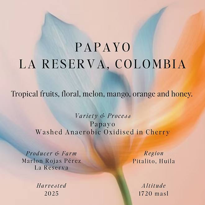 Papayo – La Reserva – Colombia (Filter