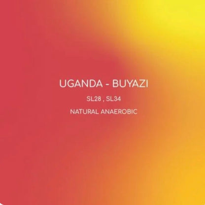 محمصة انلايت بويازي اوغندا مجففة لاهوائي