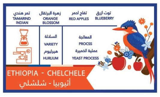 محمصة كافيين باتش شلشلي إثيوبيا عملية الخميرة